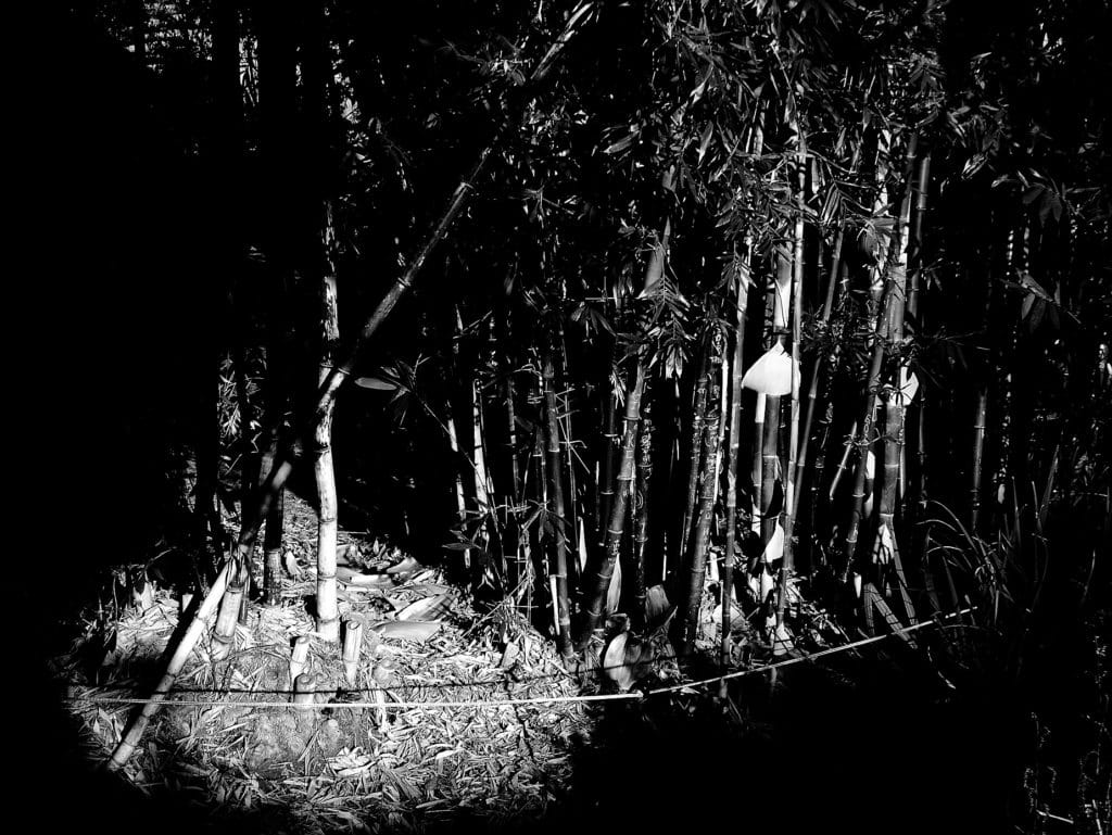 In the Forest of the Night