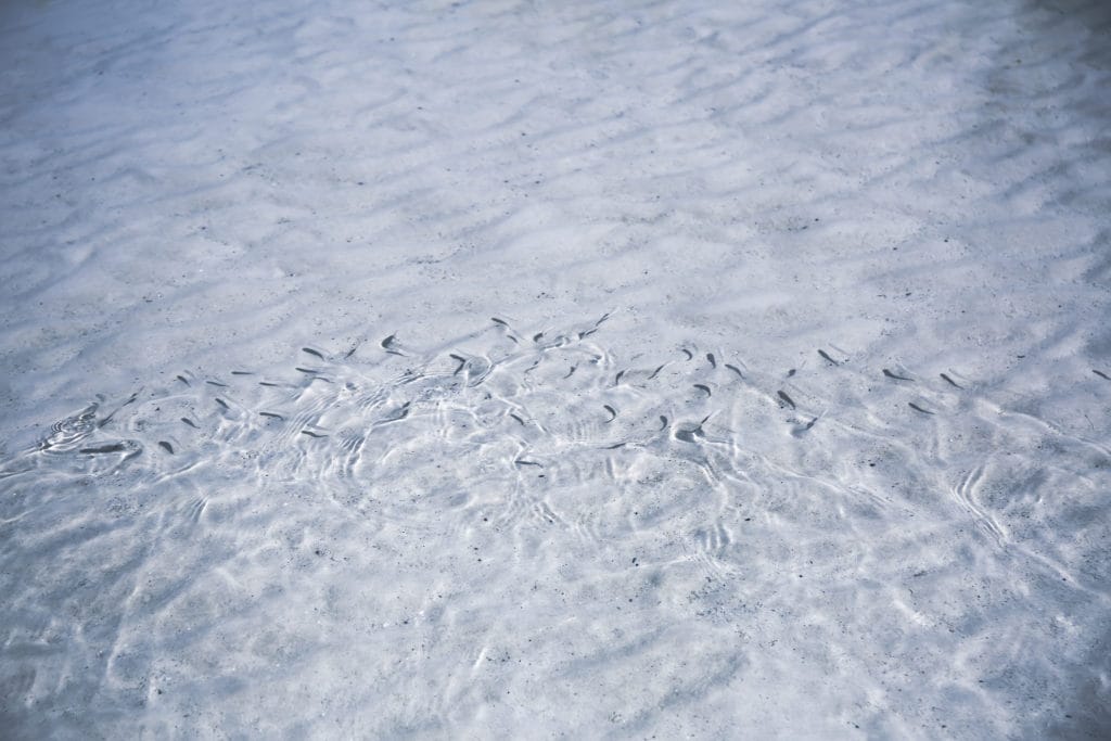 Fish Currents