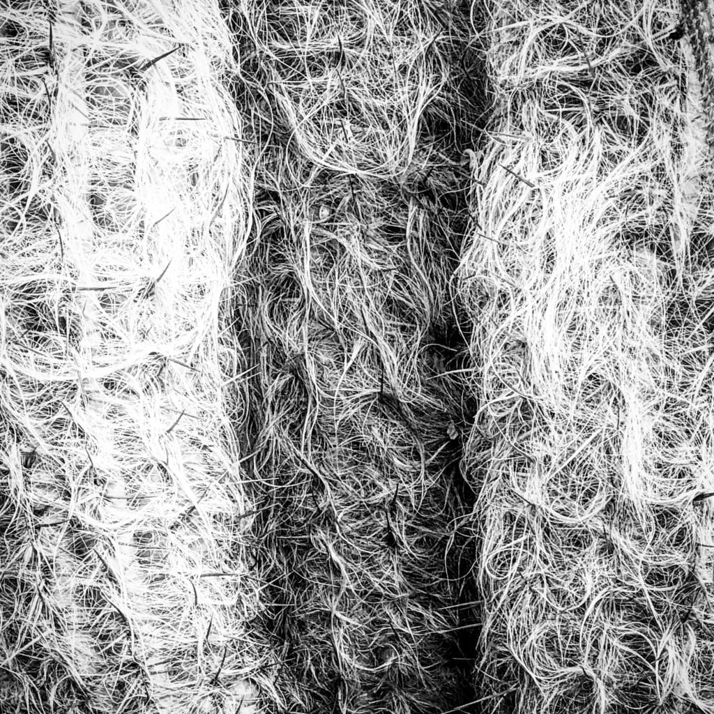 Cactus (fine art)