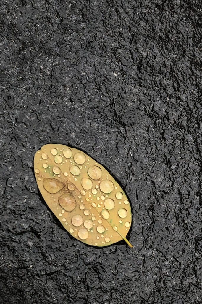 Leaf Ponds (fine art)