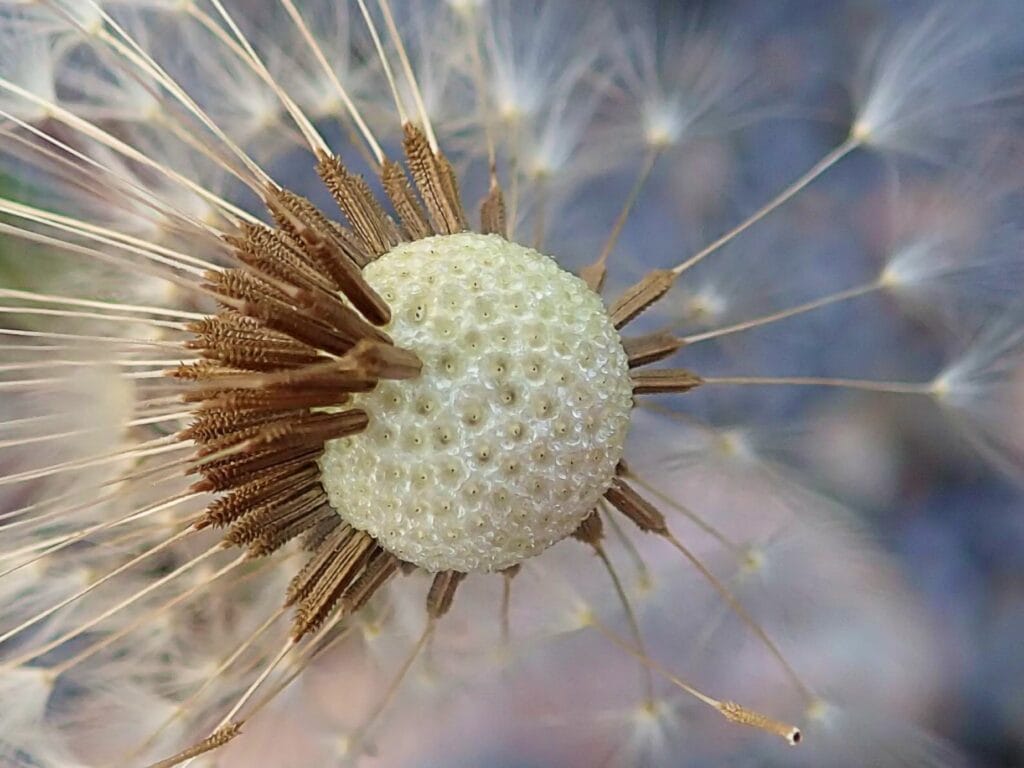 Dandelion UFO