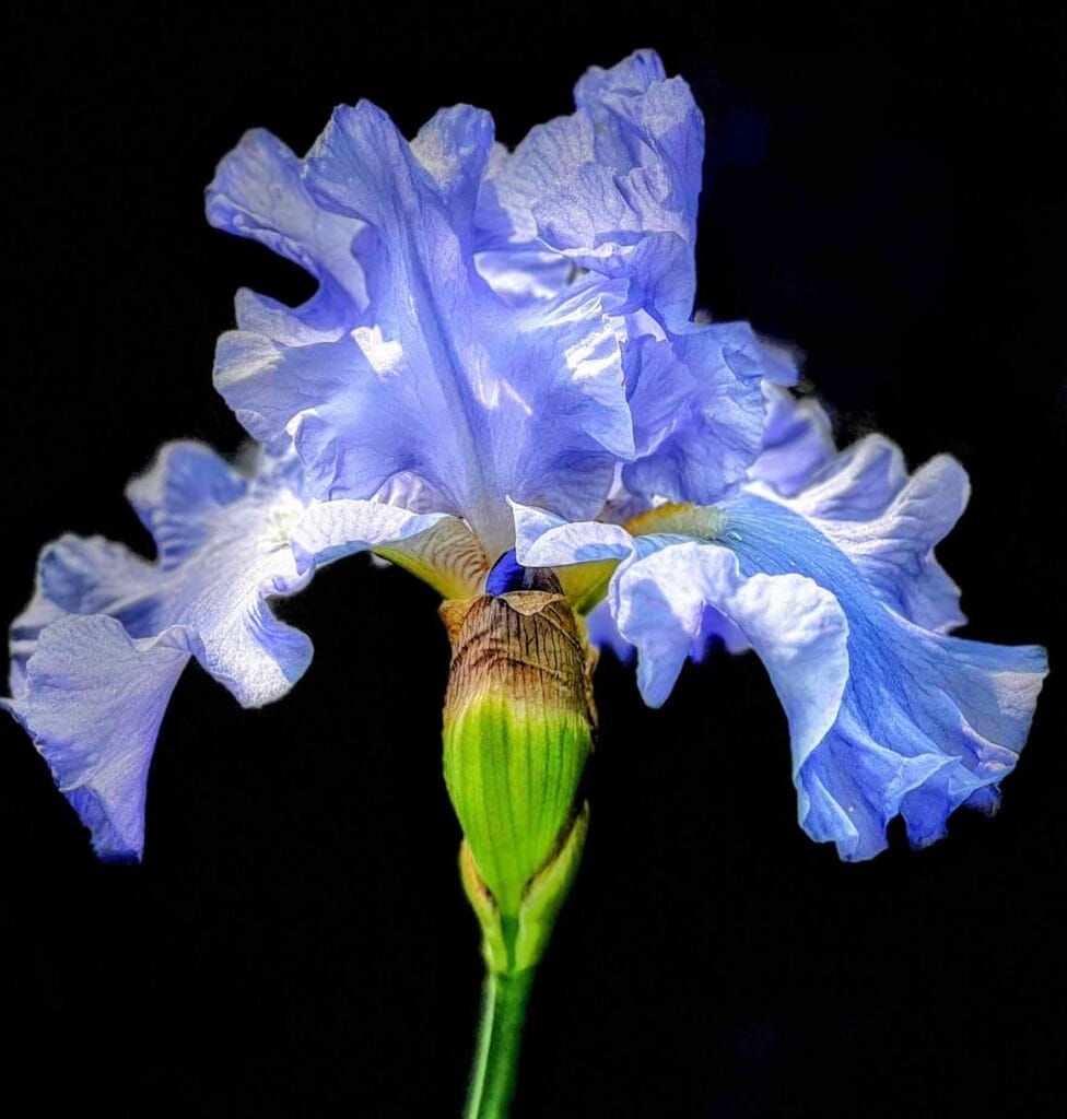 Monet's Blue Iris, artwork