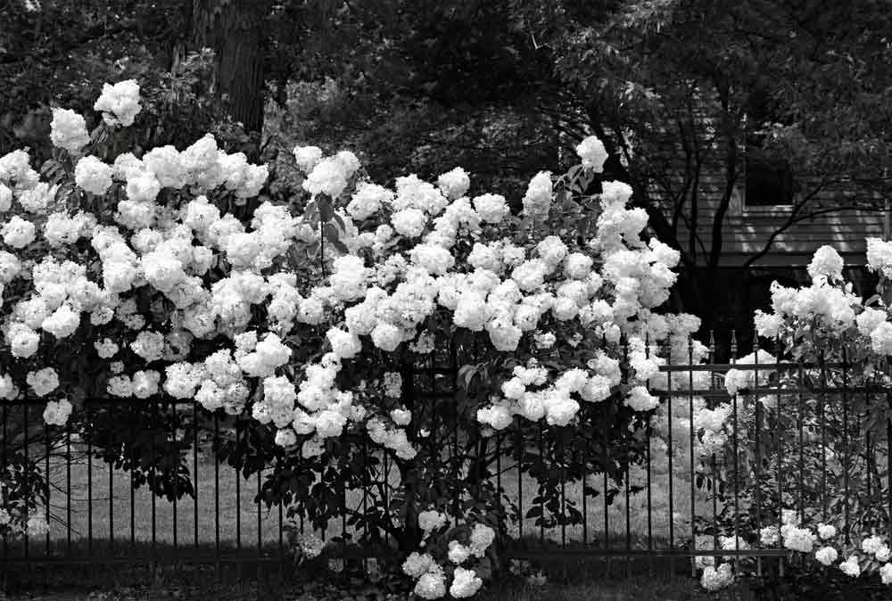 Annabelle by Stephen Curtis Wilson